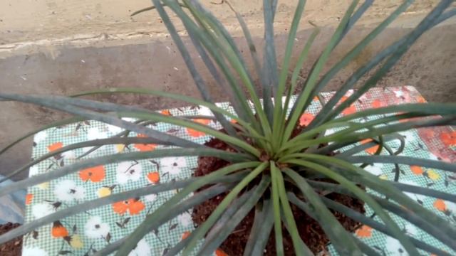 How to Grow Tillandsia Cyanea Flower/ Pink Quill एयर प्लान्ट तीन महीने तक खिले रहते हैं फूल।