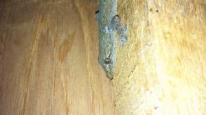 Таиланд - Геккон