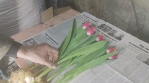 Тюльпаны вышели раньше чем положено. Хранение тюльпанов после выгонки.