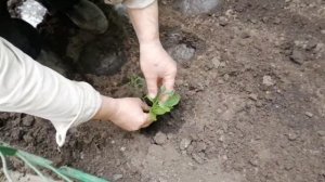 Сажаем петунью в грунт