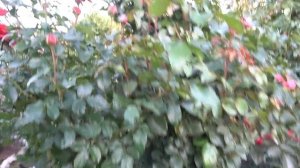 Осеннее цветение роз в Подмосковье. Любимые сорта.