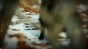 Амурский тигр Дальнего востока России