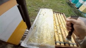 когда можно забирать мед из улья