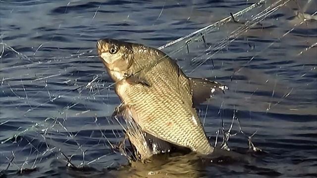Можно ли есть глистную рыбу и как понять что у неё глисты? смотреть онлайн