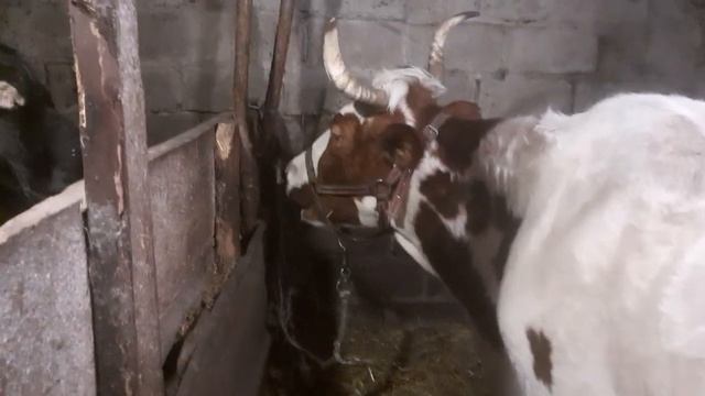 Часть 2.Кетоз болезнь голодных коров, ЧТО ЗНАЧИТ ГОЛОДНЫХ? смотреть онлайн