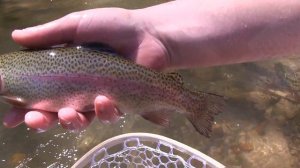 Trout Fishing Georgia's Rock Creek