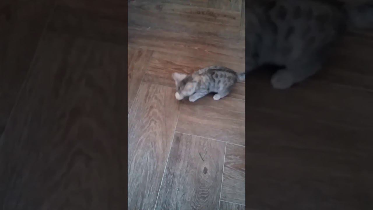 video 12db9eacbbd3f1ec3d358fea60143b1a V смотреть онлайн