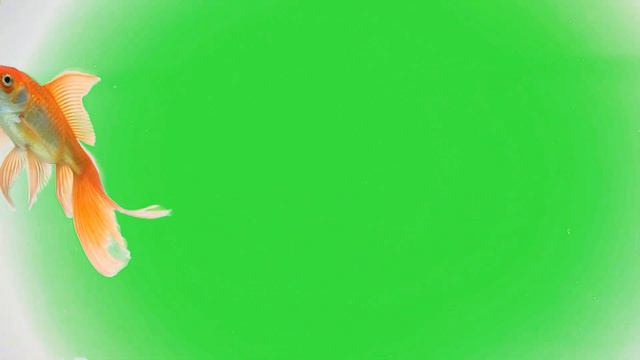 Футаж Рыбка золотая Gold Fish хромакей смотреть онлайн