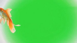 Футаж Рыбка золотая Gold Fish хромакей