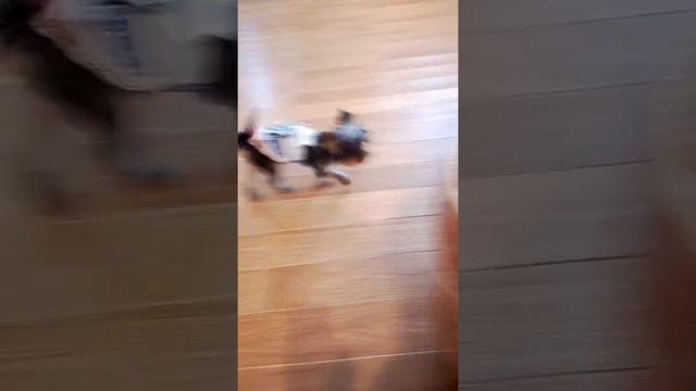 Платье Бони с Джум.