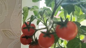 Томат Балконное чудо созрел!Очень вкусный! Глоксиния цветет
