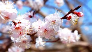 Лечебная успокаивающая японская музыка от депрессии, нервозов  Для умиротворения тела и духа