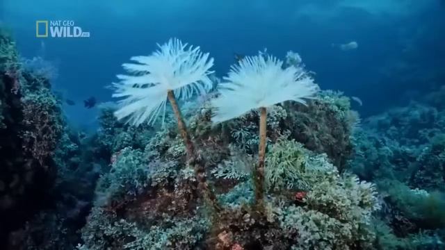 Наша дикая природа Океанов 🌊🌊 Очень красиво