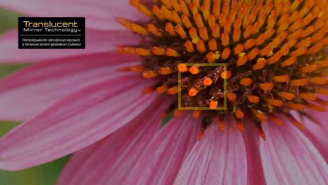 Sony Alpha 58. Сила образа смотреть онлайн