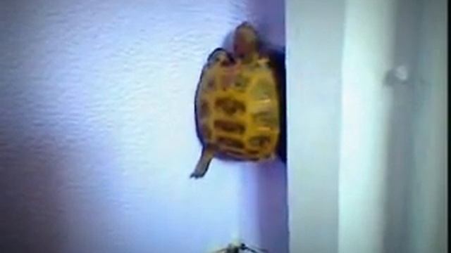 Черепаха лазает по стенам смотреть онлайн