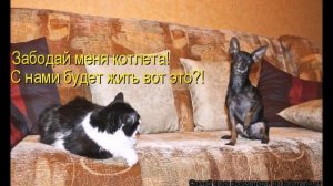 Смешные картинки про кошек и котят Выпуск №64  FUNNY CATS СМЕШНЫЕ КОШКИ