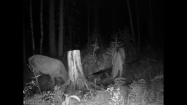 ДВЕ САМКИ ИЗЮБРЯ НА СОЛОНЦЕ -РАБОТА СОЛОНЦА ИЮЛЬ смотреть онлайн