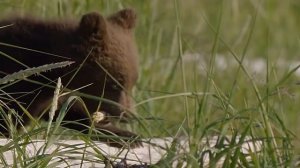 12 МИЛЕЙШИХ ДЕТЕЙ ЖИВОТНЫХ