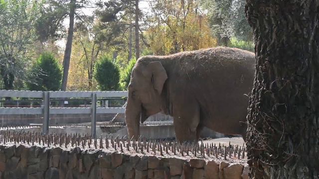 Слон в Алматинском зоопарке смотреть онлайн