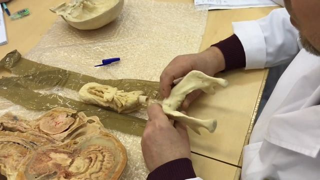 Анатомия. Ротовая полость.