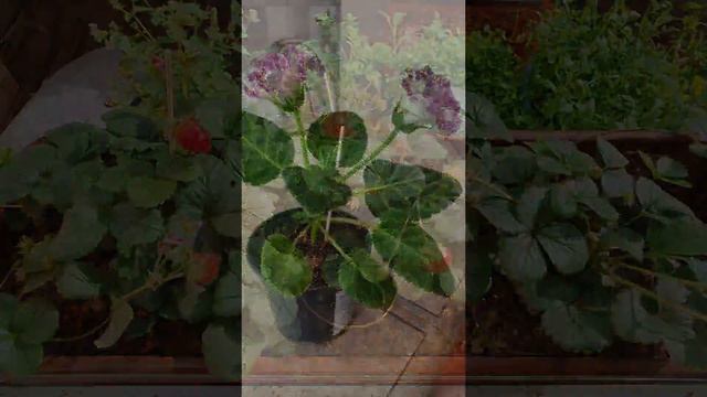 Растения история . смотреть онлайн