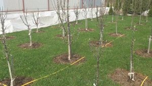 Борьба с сорняками! Хакер - взломает твой газон!