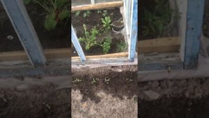 Самодельная теплица из старых оконных рам