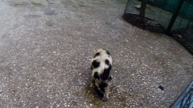 Другие обитатели Тайгана смотреть онлайн