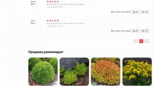 Кочедыжник женский, споры