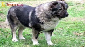 Волкодавы -  ГИГАНТСКИЕ породы собак! Videoohota