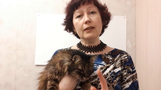 Как отучить кота гадить,мстить,портить мебель  Способ 2