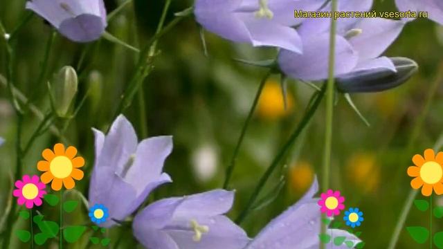 Колокольчик круглолистный. Краткий обзор, описание характеристик campanula takesymana
