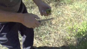 Крым. Заброшенный ореховый сад. Молодые грецкие орехи.