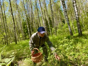 ЛЕС в котором РАСТУТ ГРИБЫ в ЗАСУХУ! Летняя Тихая охота. Грибы 2023