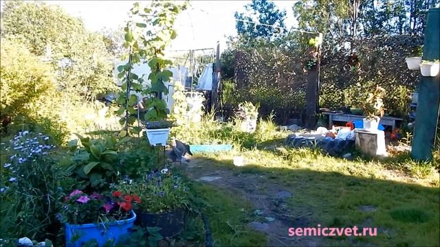 ?⛅ #11 Ходить или летать?! Птенец морской чайки гуляет по дачным дорожкам