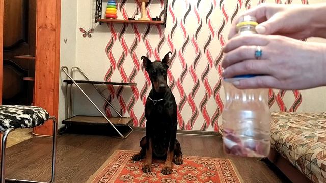 Собаки умней, чём мы думаем) смотреть онлайн