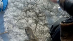 ВЕСЕННЯЯ РЫБАЛКА НА ХАПУГУ ХЛОПОК, Рыбалка на Амуре