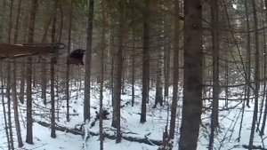 Охота на куницу капканами