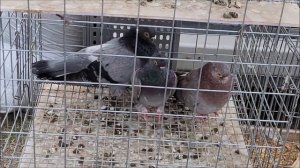 Сельские голуби. 27 03 2022 г, птичий рынок город Кропоткин, часть 1   ярмарка голубей.