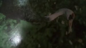 Малиновка(Прошу тебя в час розовый напой тихонько мне(наброски)