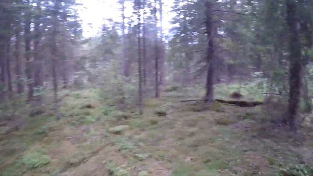 Выезд в лес 23 июня 2018. Посмотреть кабанов, бобров и другую живность. смотреть онлайн