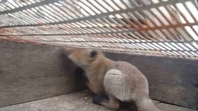 что за зверь такой цигейка смотреть онлайн