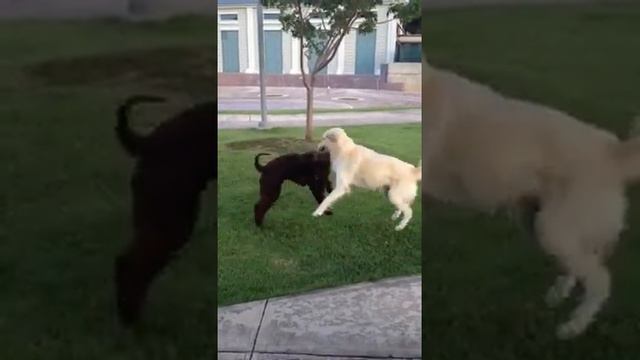 Irish Water Spaniel and Golden Retreiver смотреть онлайн