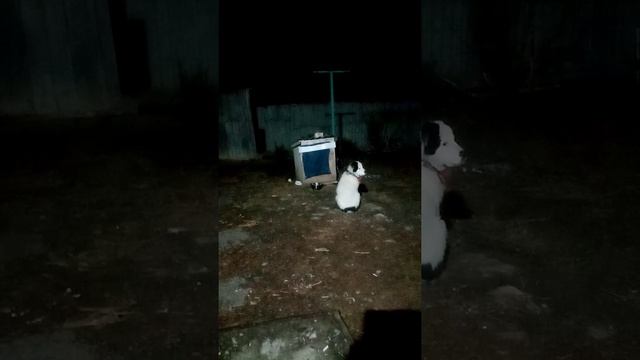 Алабай, САО, щенок 3 месеца, вечерняя кормешка смотреть онлайн