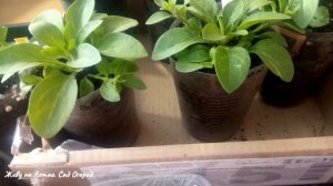 Чем подкормить Петунию после перевалки. Черенкование и укоренение.