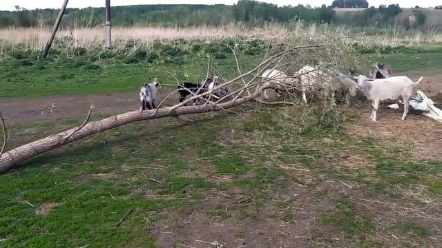 ПРИЕЗЖАЛА ПРОВЕРКА\ПОЛУЧИЛИ ПОСЫЛКУ\СУП К КРАПИВОЙ\\Разобрали забор\ смотреть онлайн