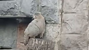 Манул Тимофей медленно выходит из дома и оглядывается по сторонам: неужели тепло? ☺️