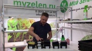 Микрозелень капусты дома - комацуна, мизуна, пак чой и красная капуста.