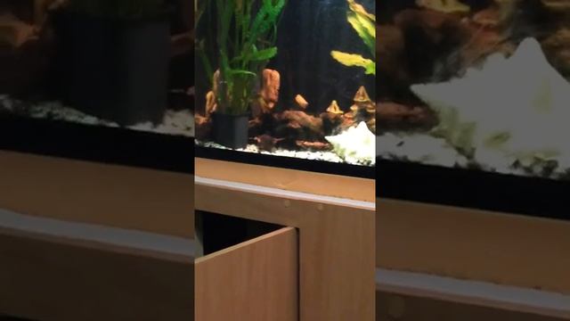 Внешний фильтр Aquael Ultramax 2000 плюсы и минусы(часть 1) смотреть онлайн