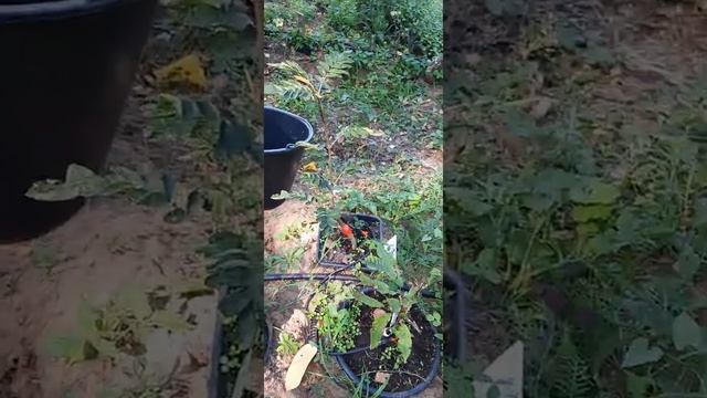 Ширам - в августе. Я прогулялась и нашла Туласи, Регину и тепло) смотреть онлайн